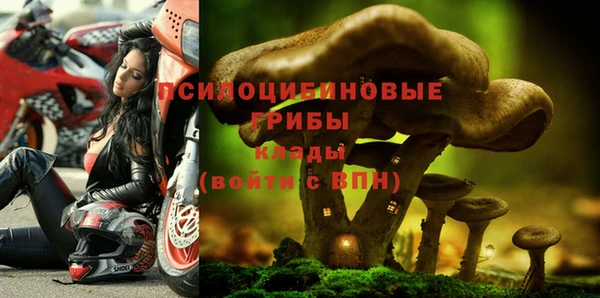 шишки Покачи